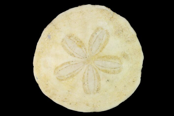Miocene Sand Dollar (Scutella) Fossil - France #147156